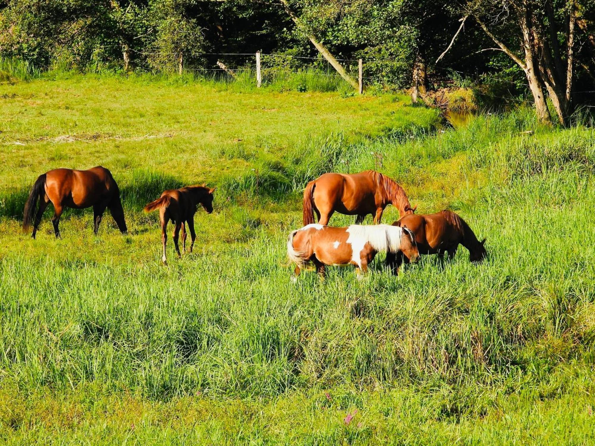Maison D'Hotes En Pleine Nature Avec Chevaux Soucht Exterior photo