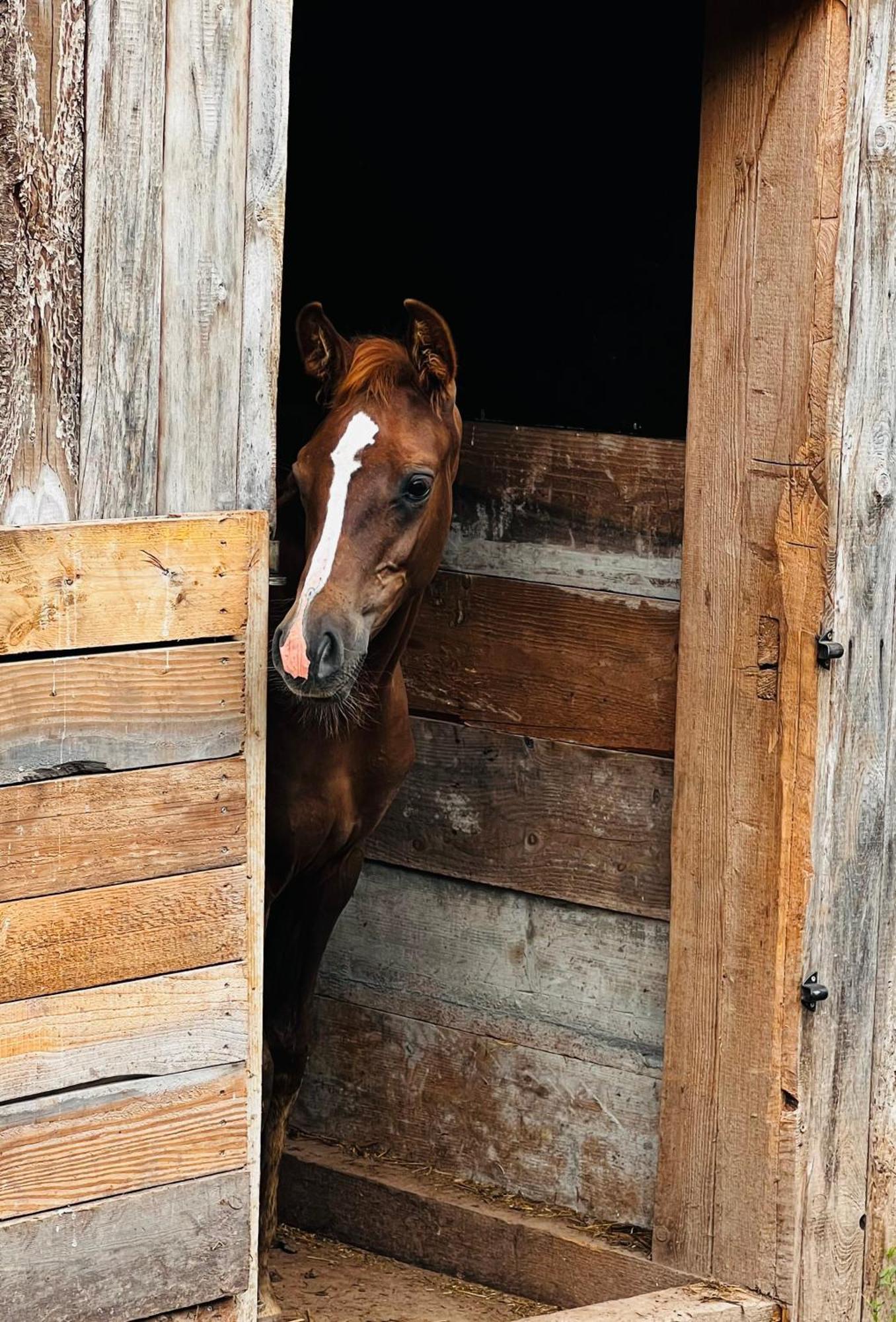 Maison D'Hotes En Pleine Nature Avec Chevaux Soucht Exterior photo