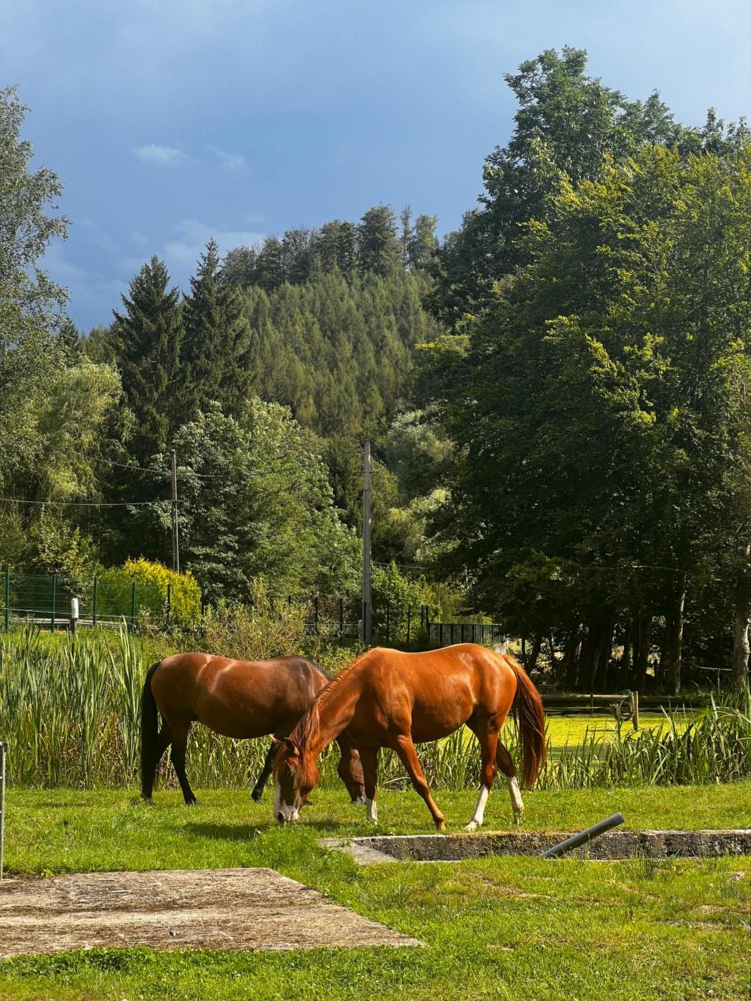 Maison D'Hotes En Pleine Nature Avec Chevaux Soucht Exterior photo