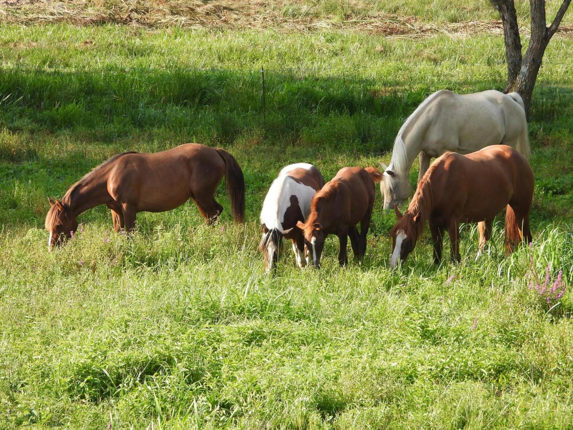 Maison D'Hotes En Pleine Nature Avec Chevaux Soucht Exterior photo